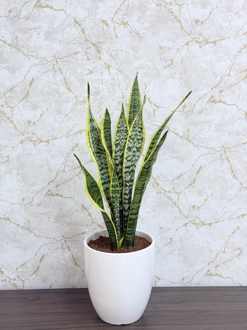 Snake Plant (Sansevieria) Ceramic Pot