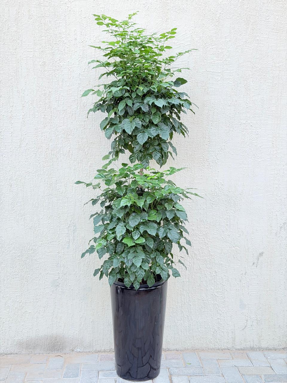 China Doll - Double Head (Red Machera) Tall Ceramic Pot