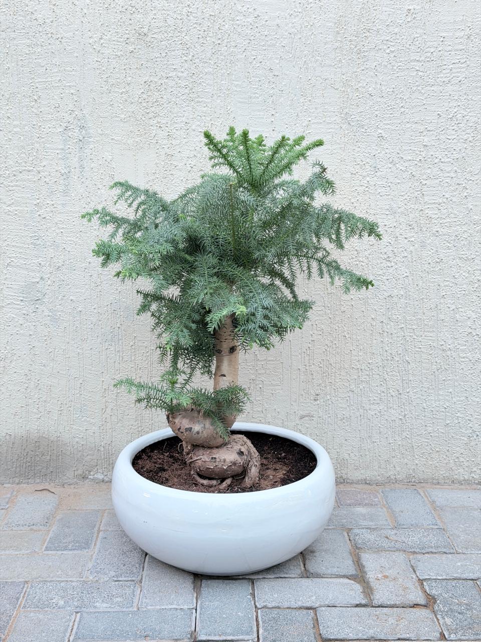 Norfolk Island Pine Bonsai (Araucaria Bonsai) Ceramic Pot