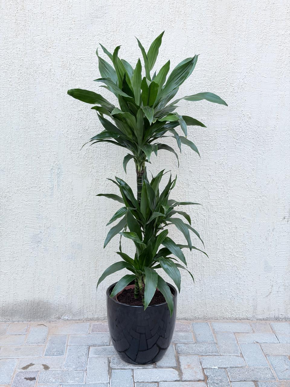 Dracaena Janet Craig Plant (Dracaena Fragrance) Ceramic Pot