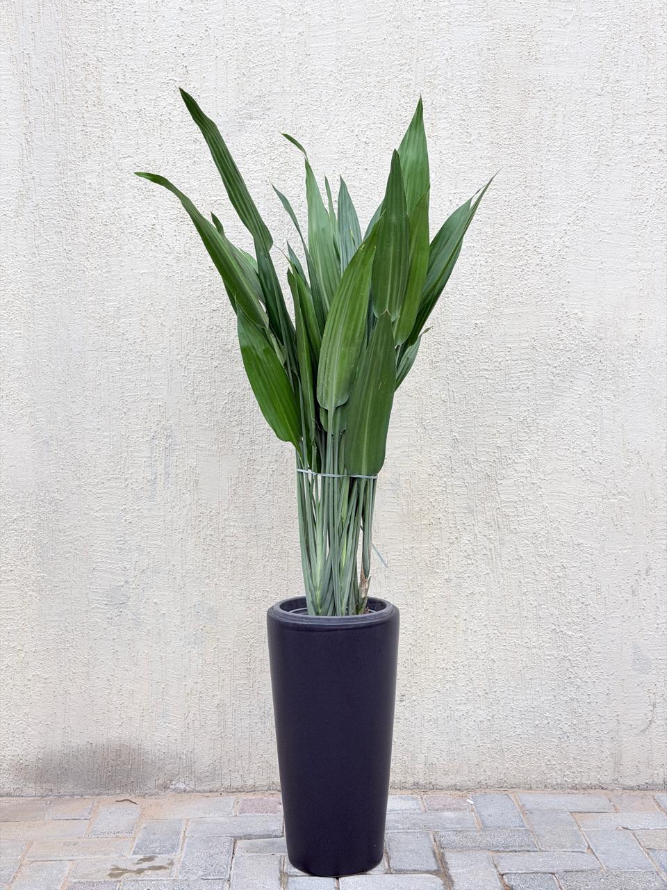 Aspiradas Plant (Cast Iron Plant) Tall Ceramic Pot
