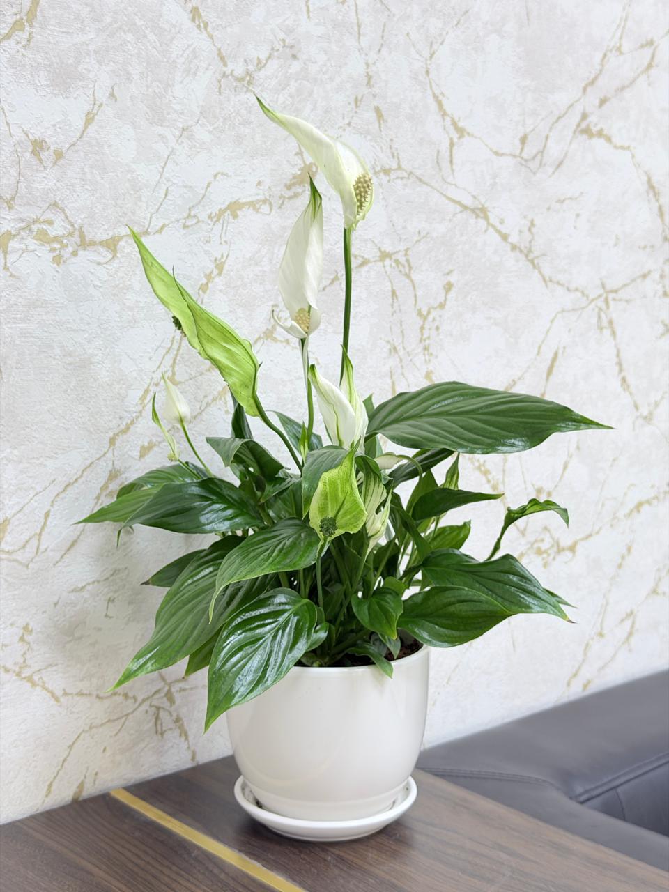 Peace Lily (Spathiphyllum) Ceramic Pot