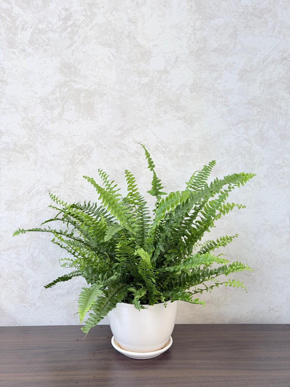 Boston Fern (Nephrolepis exaltata) Ceramic Pot