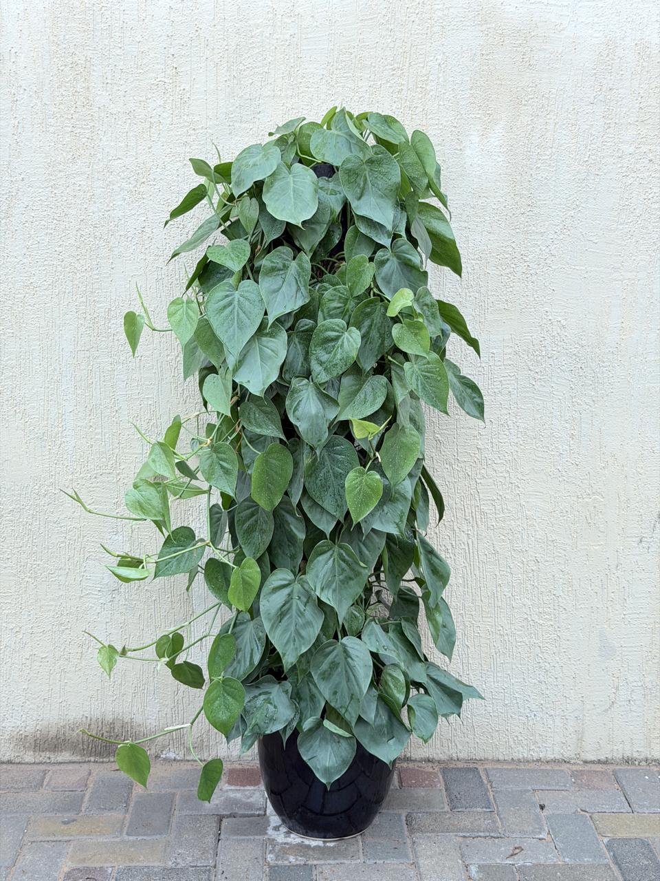 Heartleaf Philodendron (Philodendron hederaceum)