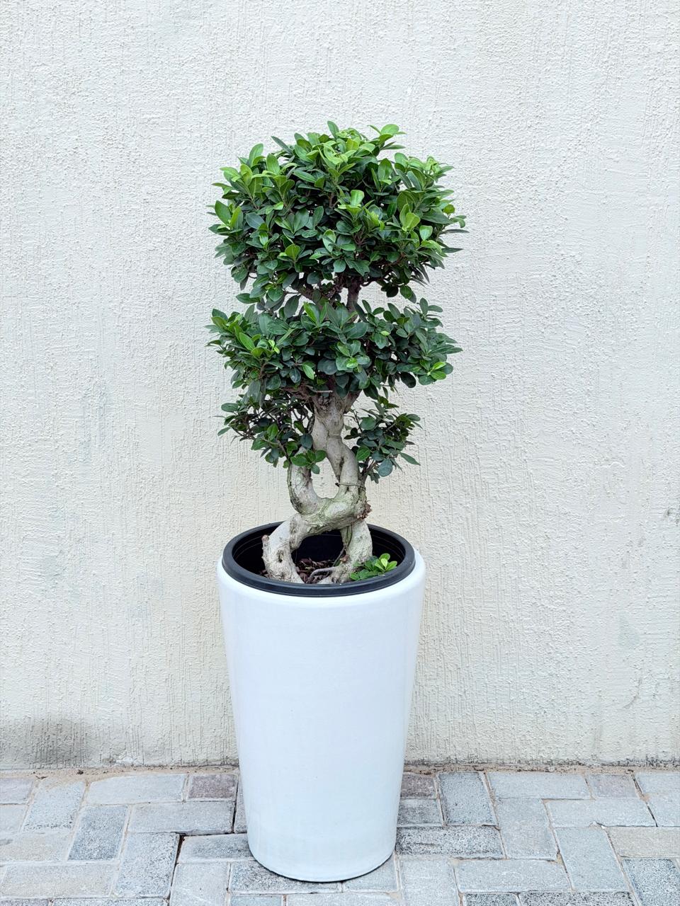 Premium 8-Shape Ficus Bonsai (Ficus Microcarpa Bonsai) Tall White Ceramic Pot