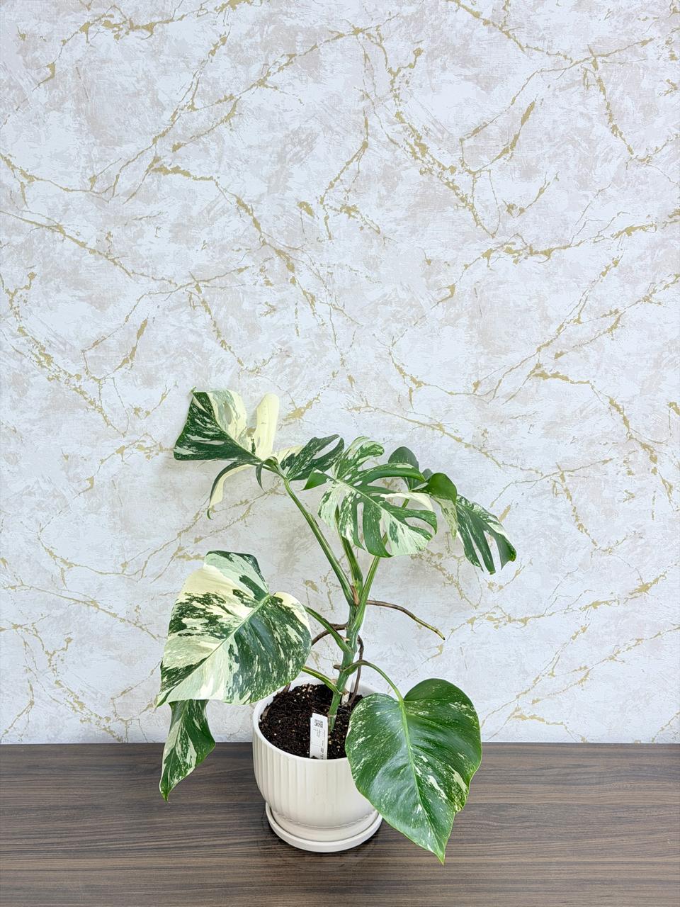 Monstera Albo Variegata Plant - Ceramic Pot