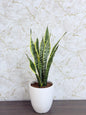 Snake Plant (Sansevieria) Ceramic Pot