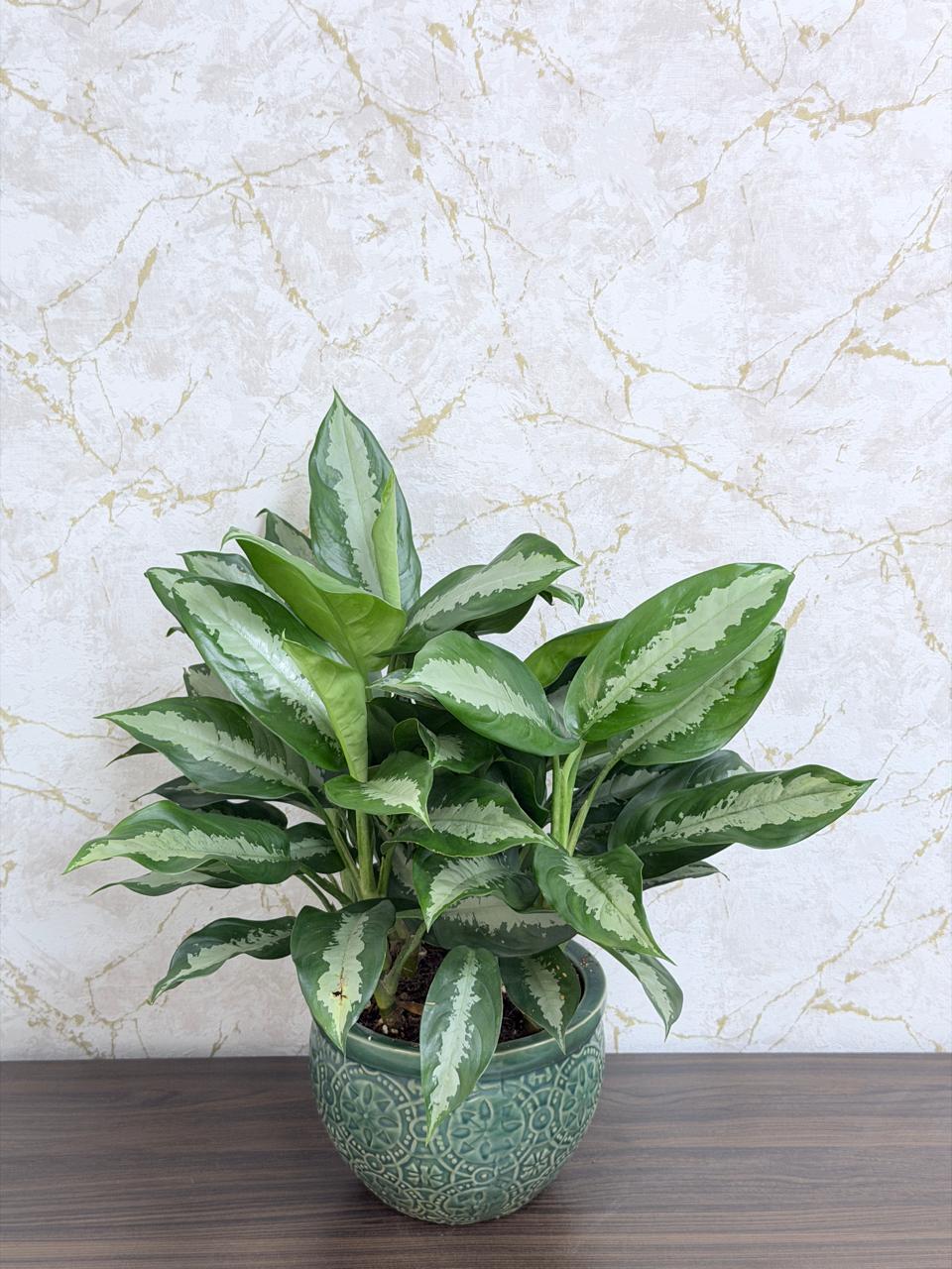 Aglaonema Pattaya Plant - Ceramic Pot