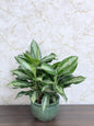 Aglaonema Pattaya Plant - Ceramic Pot