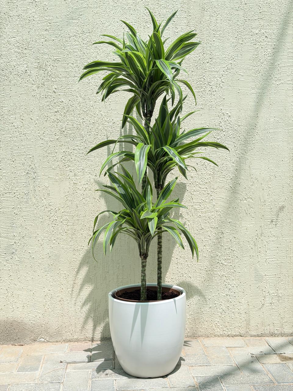 Dracaena Lemon Lime - Ceramic Pot