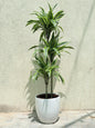 Dracaena Lemon Lime - Ceramic Pot
