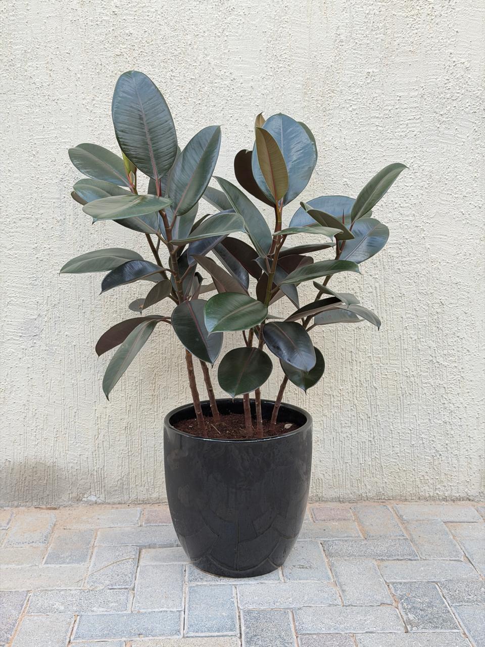 Rubber Plant (Ficus Elastica Burgundy) Ceramic Pot