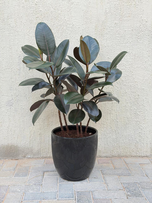 Rubber Plant (Ficus Elastica Burgundy) Ceramic Pot