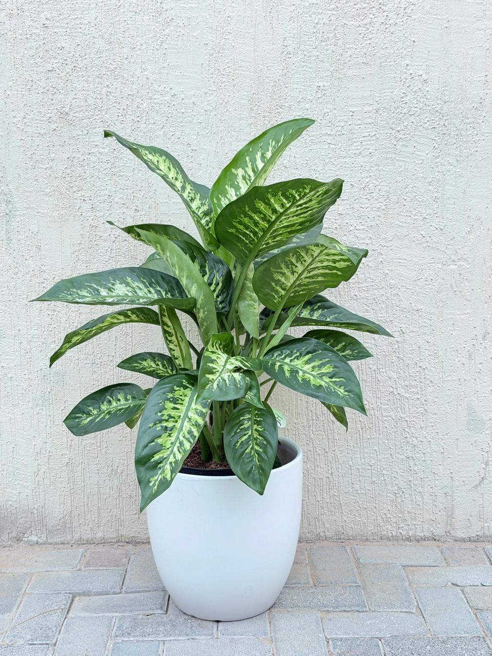 Dieffenbachia Howland (Dumb Cane) Ceramic Pot - Tropical Plant