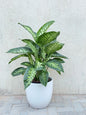 Dieffenbachia Howland (Dumb Cane) Ceramic Pot - Tropical Plant