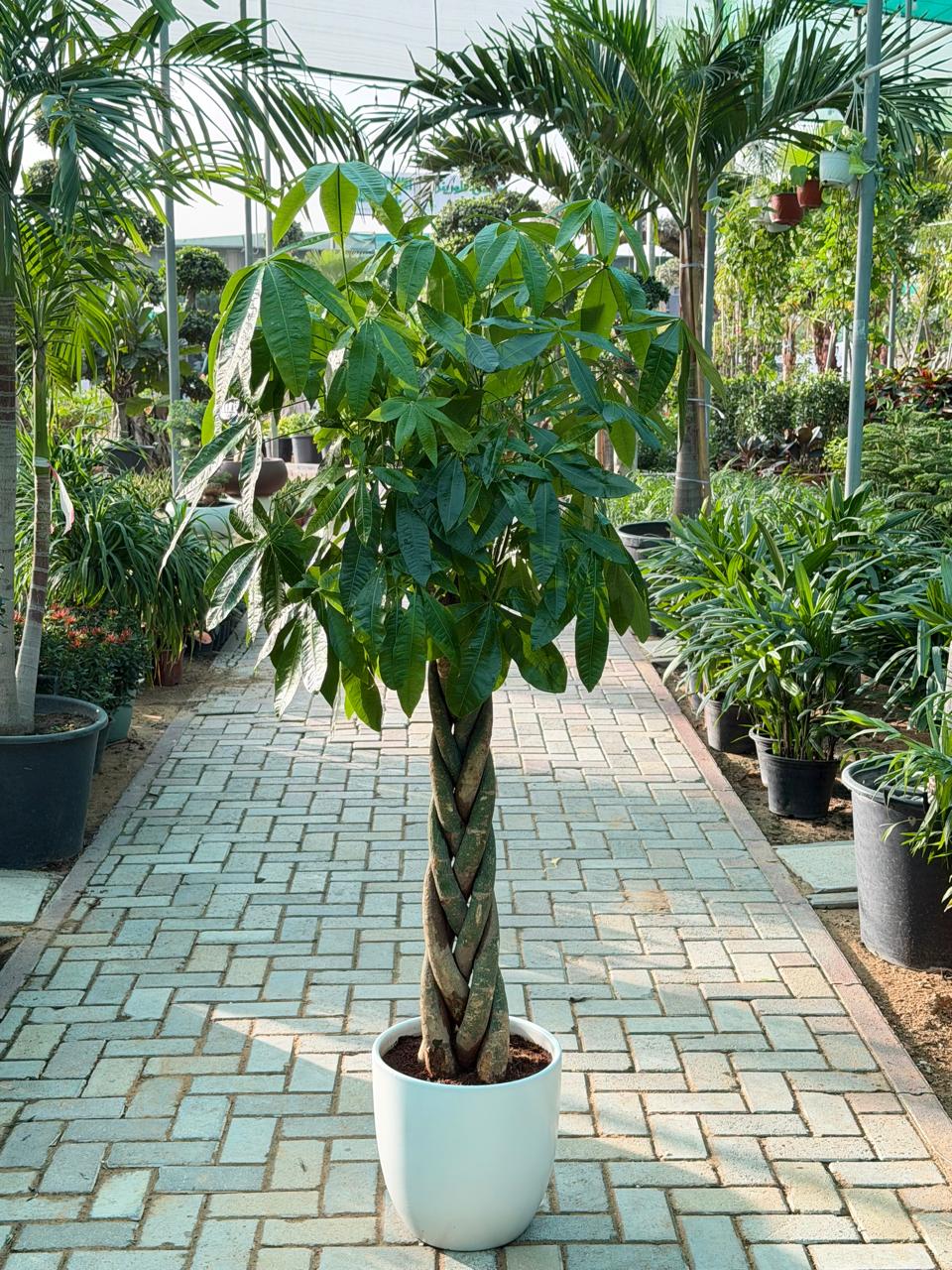 Big Money Tree (Pachaira Aquatic) Twisted Trunk - Ceramic Pot