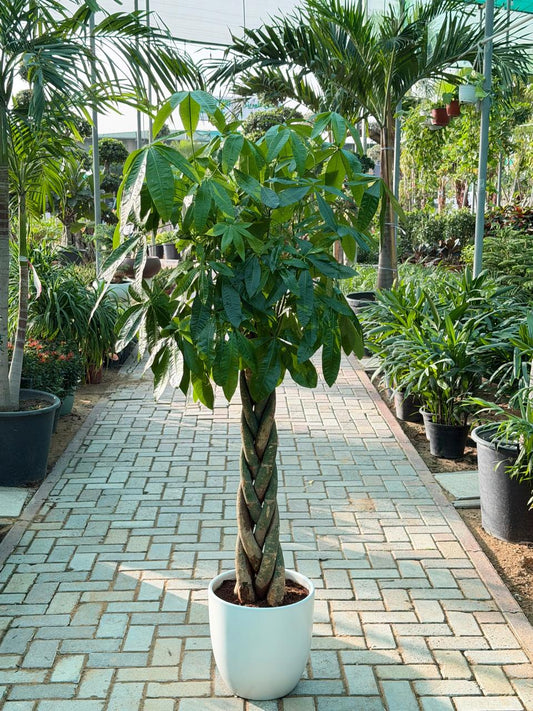 Big Money Tree (Pachaira Aquatic) Twisted Trunk - Ceramic Pot