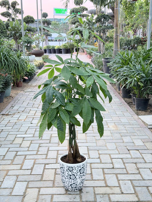 Money Tree (Pachira Aquatica) Twisted Trunk - Ceramic Pot