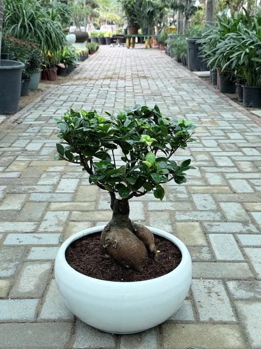 Ficus Ginseng Bonsai - Ceramic Pot
