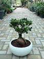 Ficus Ginseng Bonsai - Ceramic Pot
