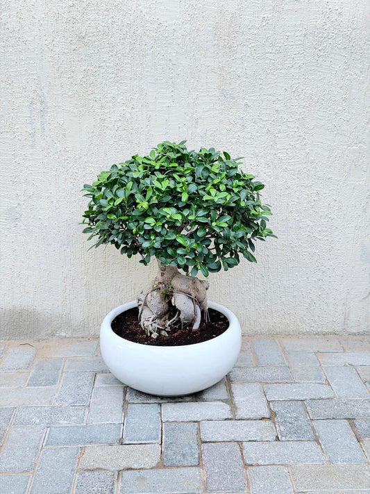 Ficus Ginseng Bonsai - Ceramic Pot