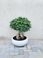 Ficus Ginseng Bonsai - Ceramic Pot