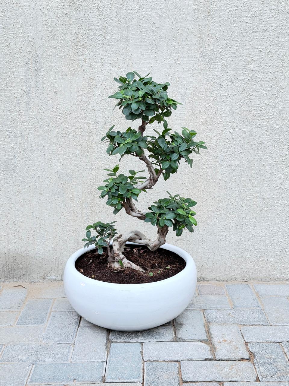 Ficus Bonsai S-shape (Ficus Microcarpa Bonsai) Ceramic Pot