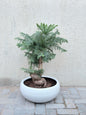Norfolk Island Pine Bonsai (Araucaria Bonsai) Ceramic Pot
