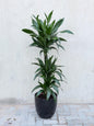 Dracaena Janet Craig Plant  (Dracaena Fragrance) Ceramic Pot