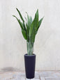 Aspiradas Plant (Cast Iron Plant) Tall Ceramic Pot