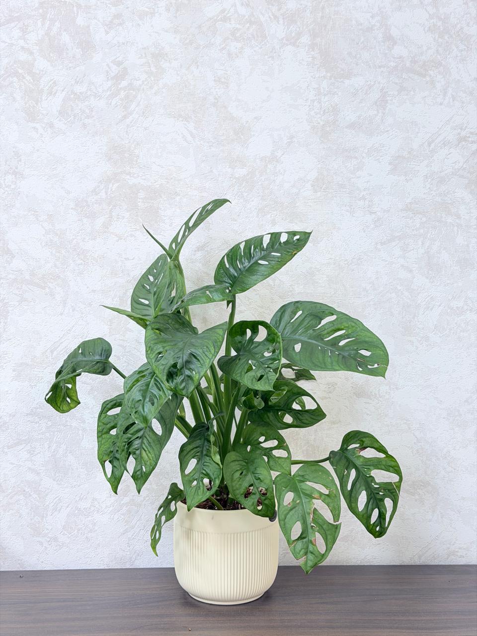Monstera Adansonii (Swiss Cheese Plant) Ceramic Pot