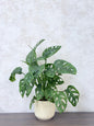 Monstera Adansonii (Swiss Cheese Plant) Ceramic Pot