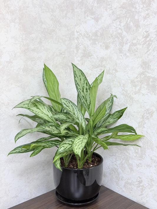 Aglaonema Silver Queen Plant (Chinese Evergreen) Ceramic Pot