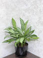 Aglaonema Silver Queen Plant (Chinese Evergreen) Ceramic Pot