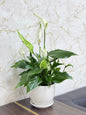 Peace Lily (Spathiphyllum) Ceramic Pot