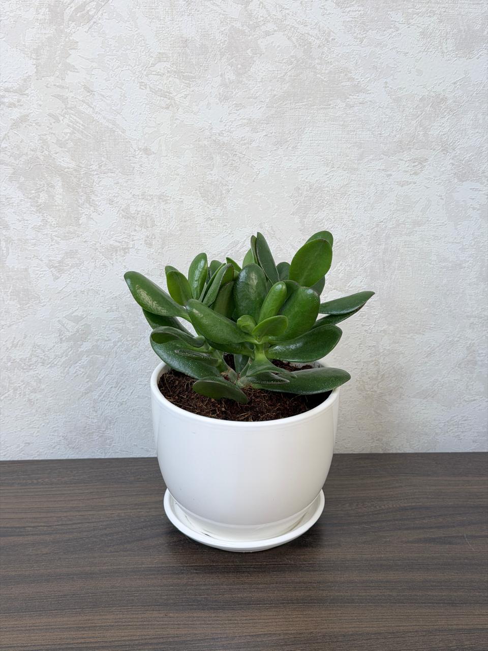 Jade Plant (Crassula Ovata) Ceramic Pot