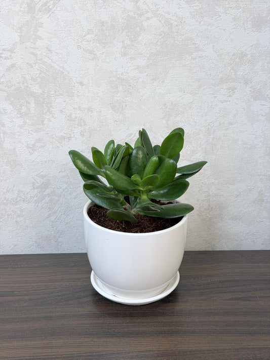 Jade Plant (Crassula Ovata) Ceramic Pot