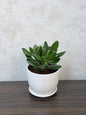 Jade Plant (Crassula Ovata) Ceramic Pot