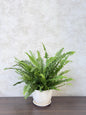 Boston Fern (Nephrolepis exaltata) Ceramic Pot