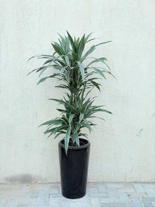 Dracaena Warneckii (Dracaena fragrans 'Warneckii') Tall Ceramic Pot
