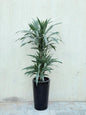 Dracaena Warneckii (Dracaena fragrans 'Warneckii') Tall Ceramic Pot