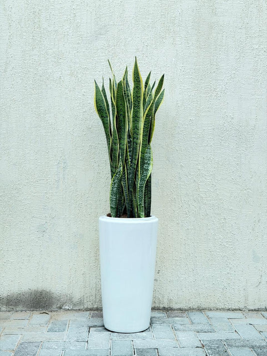 Snake Plant Bushy (Sansevieria) Tall Ceramic Pot