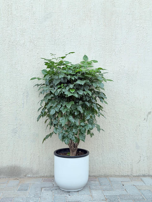 China Doll Plant (Red Machera) Ceramic Pot