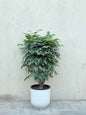China Doll Plant (Red Machera) Ceramic Pot