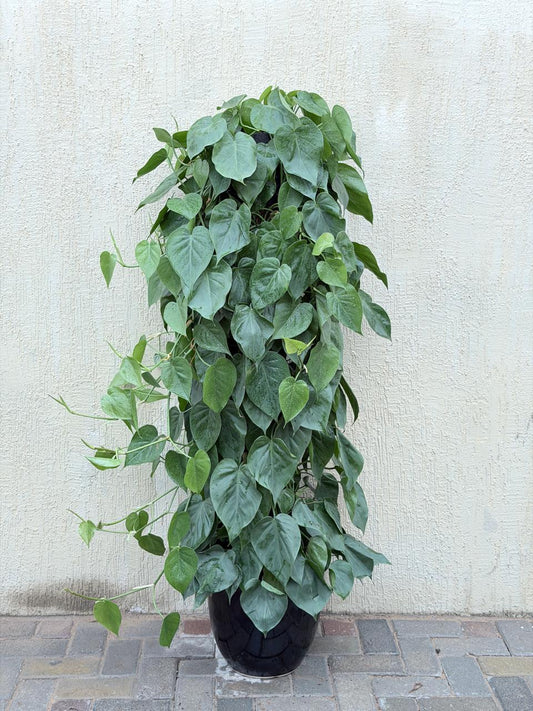 Heartleaf Philodendron (Philodendron hederaceum)