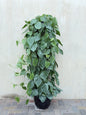 Heartleaf Philodendron (Philodendron hederaceum)