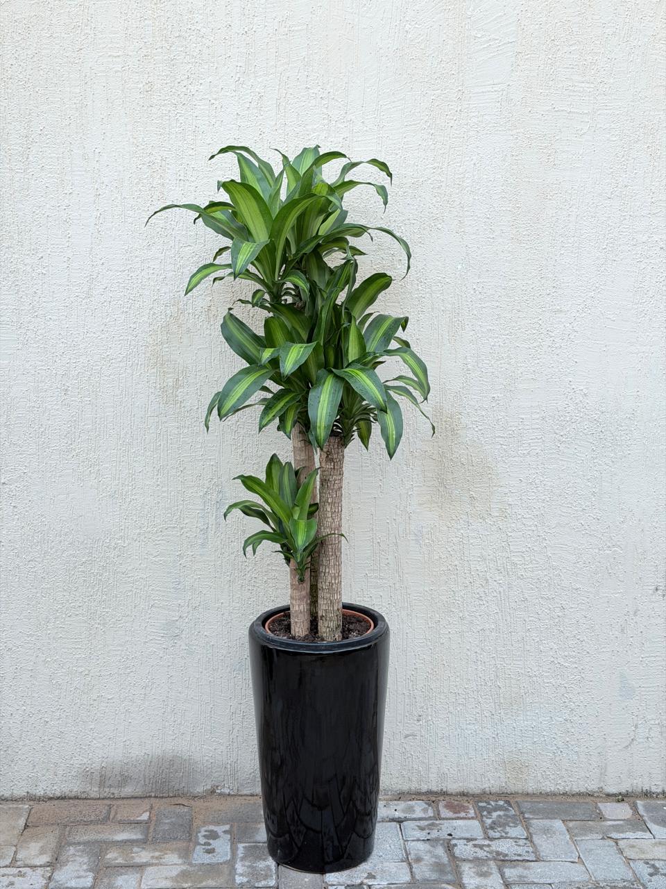 Dracaena Massangeana Big (Dracaena Fragrans / Mass Cane Plant / Corn Plant) Tall Ceramic Pot