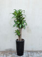 Dracaena Massangeana Big (Dracaena Fragrans / Mass Cane Plant / Corn Plant) Tall Ceramic Pot