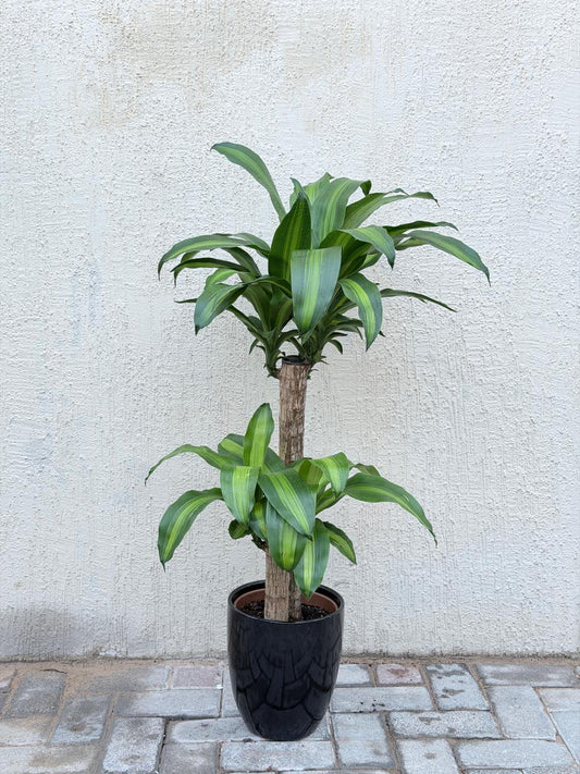 Dracaena Massangeana (Dracaena Fragrans / Mass Cane Plant / Corn Plant) Ceramic Pot