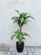 Dracaena Massangeana (Dracaena Fragrans / Mass Cane Plant / Corn Plant) Ceramic Pot